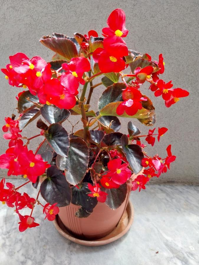 PolýgyrosOlgas No2 House公寓 外观 照片
